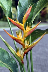 Heliconia latispatha