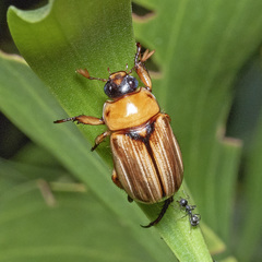 Anomala pallida
