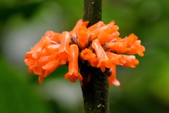 Besleria notabilis image