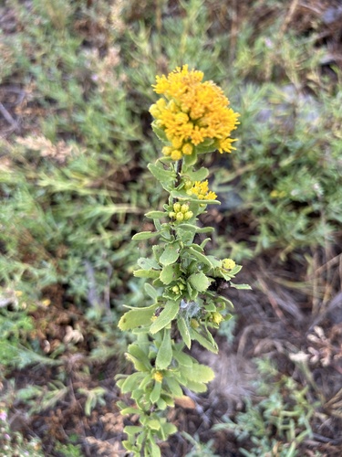 iNaturalist observation photo of saw-toothed goldenbush
