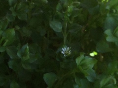 Stellaria pubera