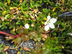 Montia sessiliflora