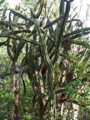 Leptocereus arboreus