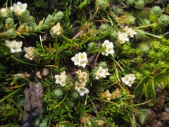 Kelleria paludosa