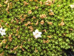 Veronica chionohebe