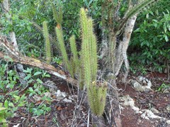Leptocereus arboreus