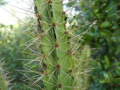 Leptocereus arboreus
