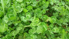 Trifolium clypeatum