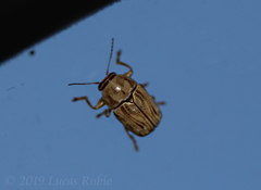 Pachybrachis glyphicus