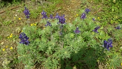 Lupinus pilosus