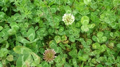 Trifolium clypeatum