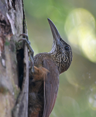 Xiphocolaptes promeropirhynchus