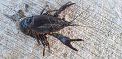 Procambarus clarkii