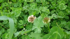 Trifolium clypeatum