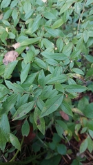Vaccinium angustifolium image