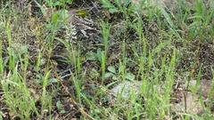 Panicum philadelphicum