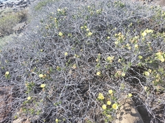 Gossypium klotzschianum, photograph Augusto Olmos Mercado, CC0, iNaturalist via GBIF