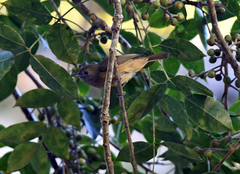 Dysithamnus mentalis