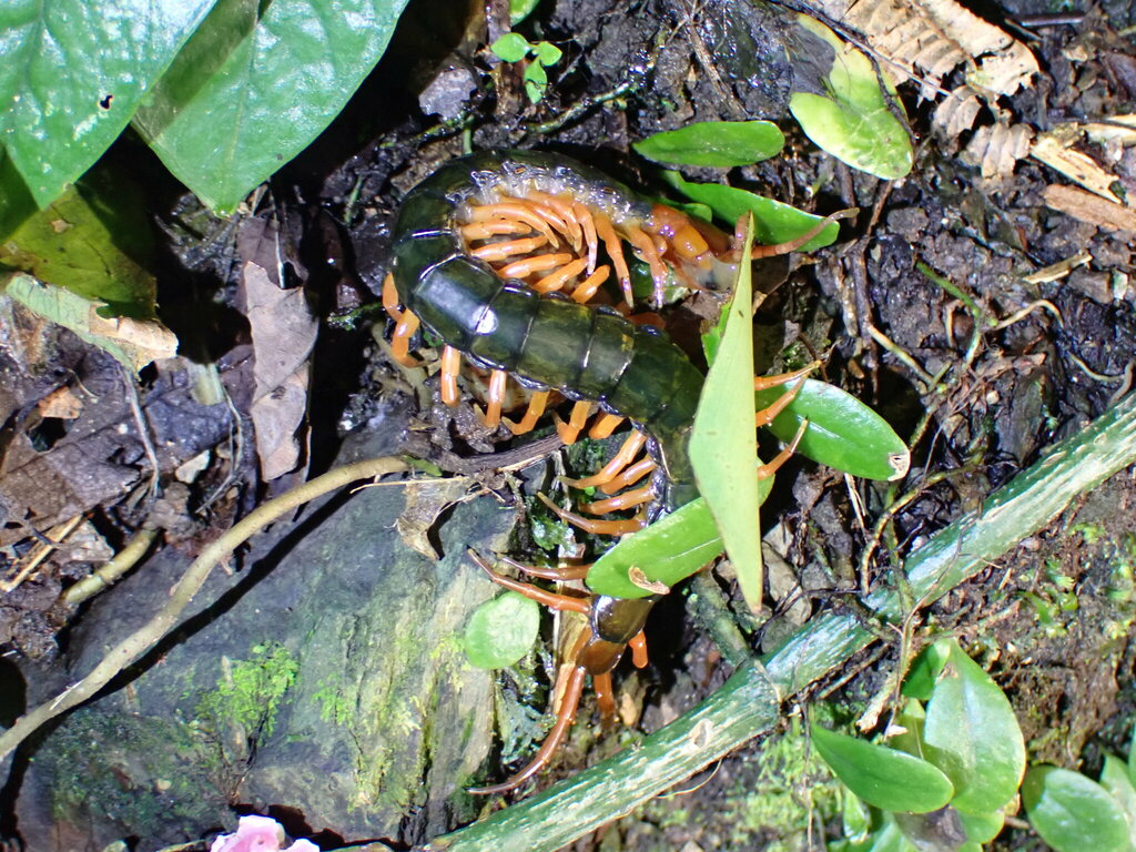 Chinese Red-headed Centipede from 台灣宜蘭縣 on September 9, 2023 at 08:34 ...