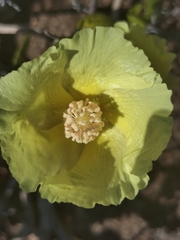 Augusto Olmos Mercado, CC0, iNaturalist via GBIF Gossypium klotzschianum, photograph Augusto Olmos Mercado, CC0, iNaturalist via GBIF