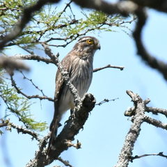 Spiziapteryx circumcincta