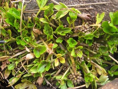 Ranunculus maculatus