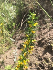 Aspalathus spinosa flavispina