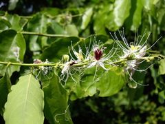Capparis micracantha