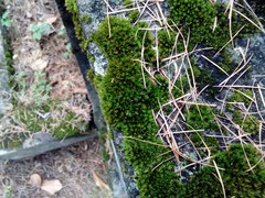 Orthotrichum diaphanum
