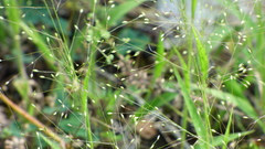 Panicum philadelphicum