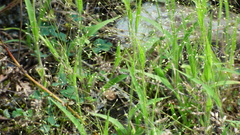 Panicum philadelphicum