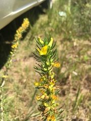 Aspalathus spinosa flavispina