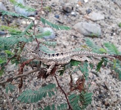 Microlophus occipitalis