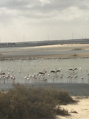 Phoenicopterus roseus