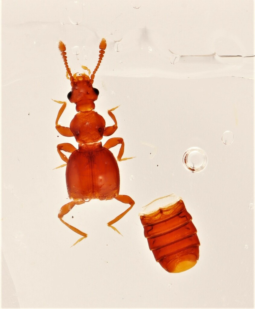 Ramecia crinita