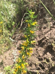 Aspalathus spinosa flavispina