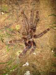 Aviculariinae