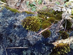 Orthotrichum diaphanum