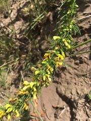 Aspalathus spinosa flavispina