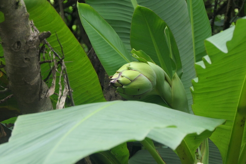 Ensete superbum (Ensete superbum)