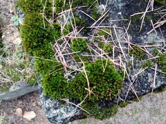 Orthotrichum diaphanum