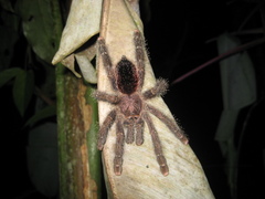 Avicularia juruensis