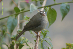 Crithagra tristriata