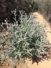 Astragalus brauntonii