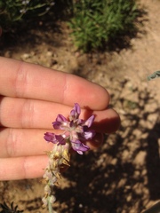 Astragalus brauntonii