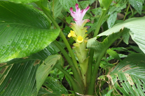 Curcuma pseudomontana, photograph 4