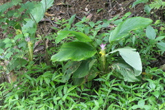Curcuma pseudomontana, photograph (c) Dinesh Valke, some rights reserved (CC BY-SA)