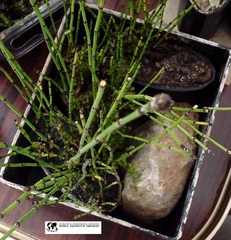 Equisetum scirpoides