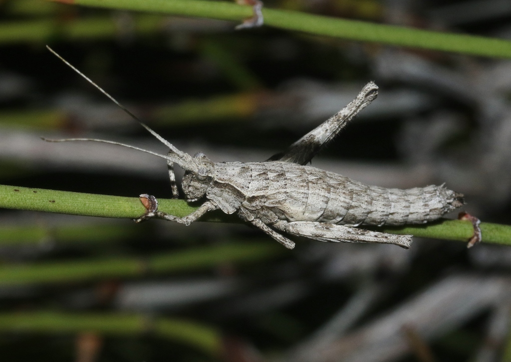 Timberlake's Desert Long-horned Grasshopper