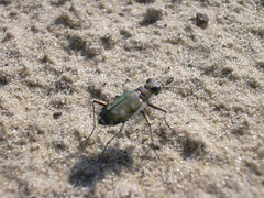Cicindela hybrida hybrida